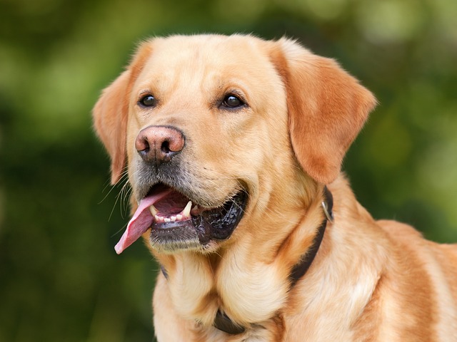 Labrador-Retriever-Dog-Puppy19.jpg