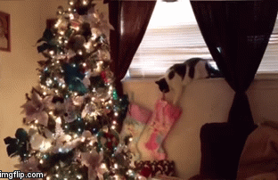 Cat-Youre-Going-Down-Christmas1.gif