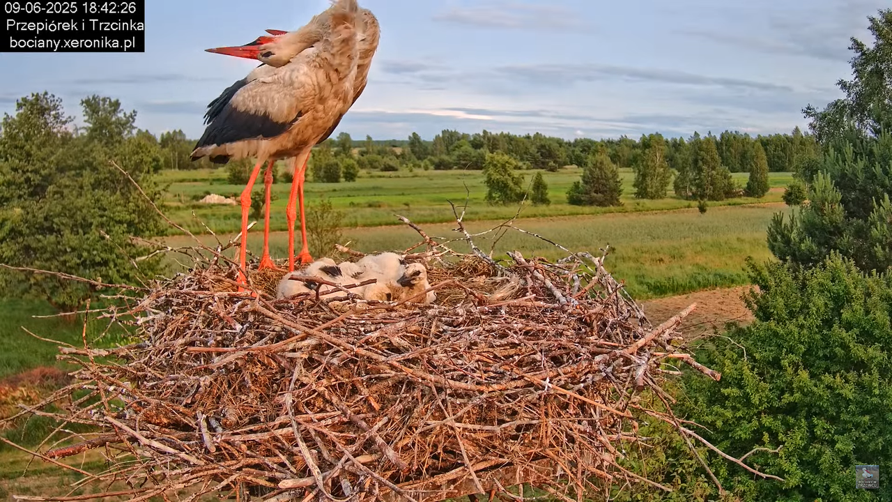 09062025bociany38
