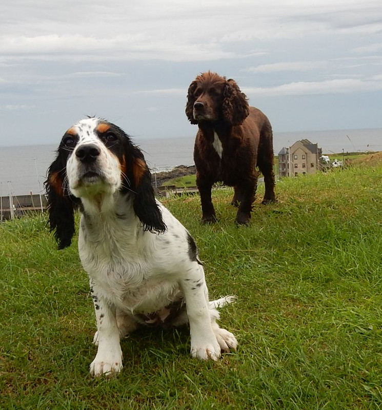 INCA and ISA 2 050819