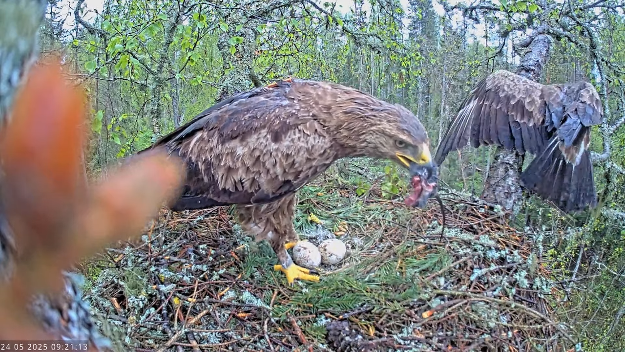 Väike-konnakotkas __ Clanga pomarina __ Lesser Spotted Eagle 10-10-18 screenshot