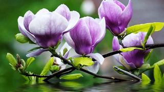 Thơ hoạ Nguyễn Thành Sáng & Tam Muội (1091) Magnolia-purple-flowers-twigs-with-green-leaves-water-Desktop-Wa