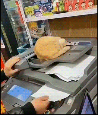 Amazing-Cat-GIF-Tired-cat-deeply-sleeping-on-copier-does-not-give-a-single-fuck-whatever-ok-cats.gif