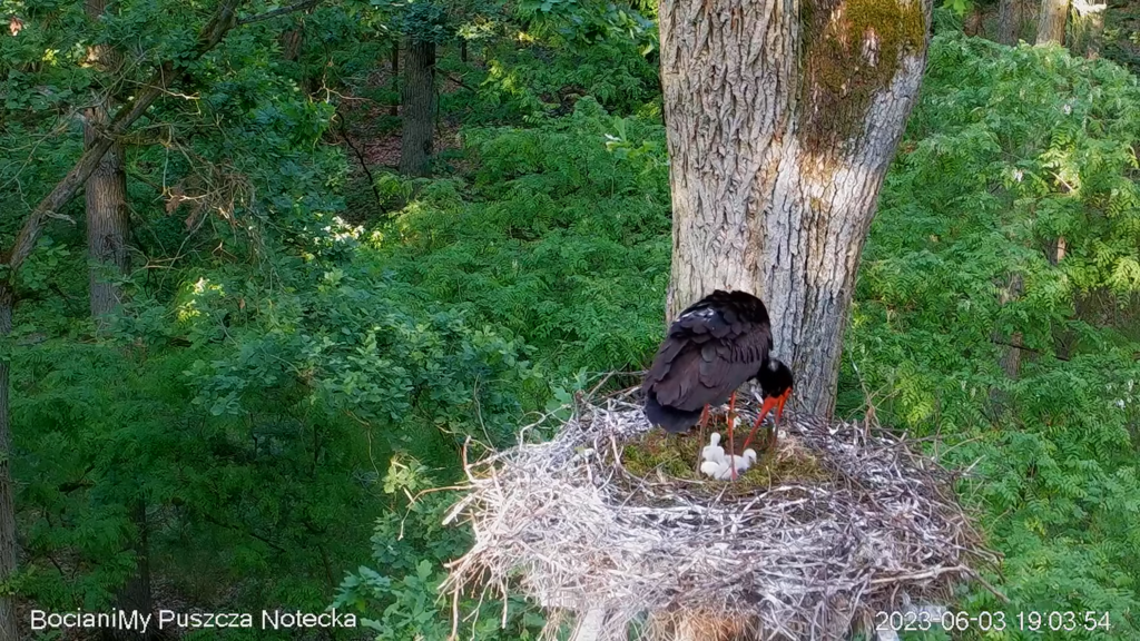 Zrzut ekranu (16904)