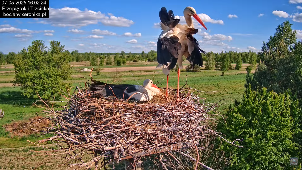 07052025bociany15