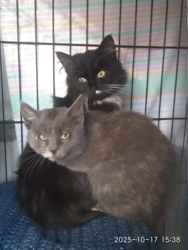 IMG 20251017 153815 HHT