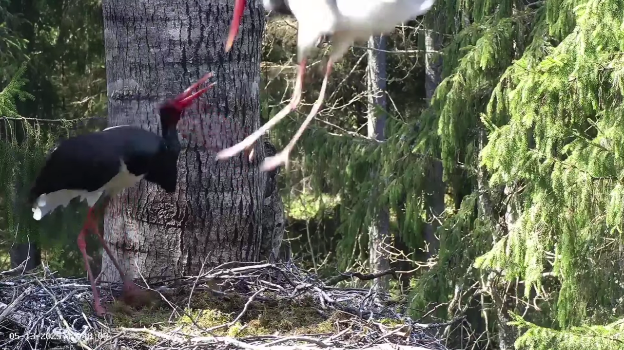 Ekrānuzņēmums 2025-05-13 140159