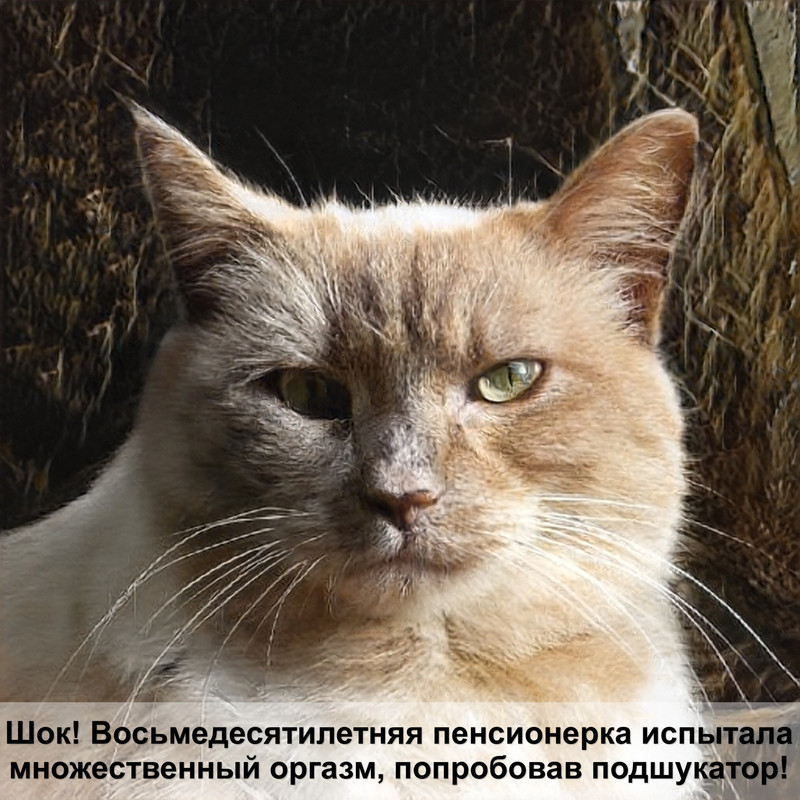 шотландская прямоухая кошка фото