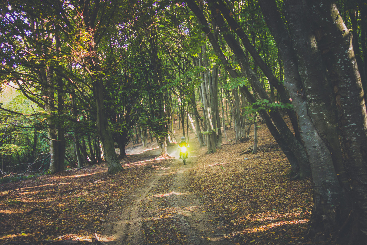 Riding through the forest