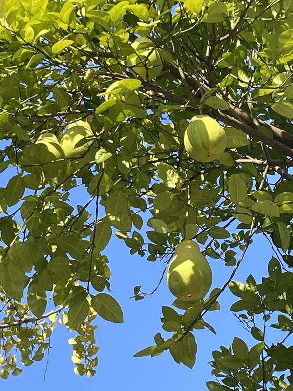 98C048D3-E3E5-4F78-BDF1-6291065CF000