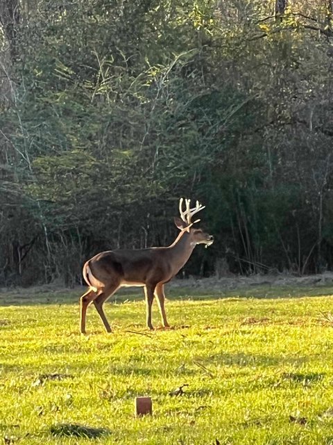 Messenger_creation_7147404874932846699