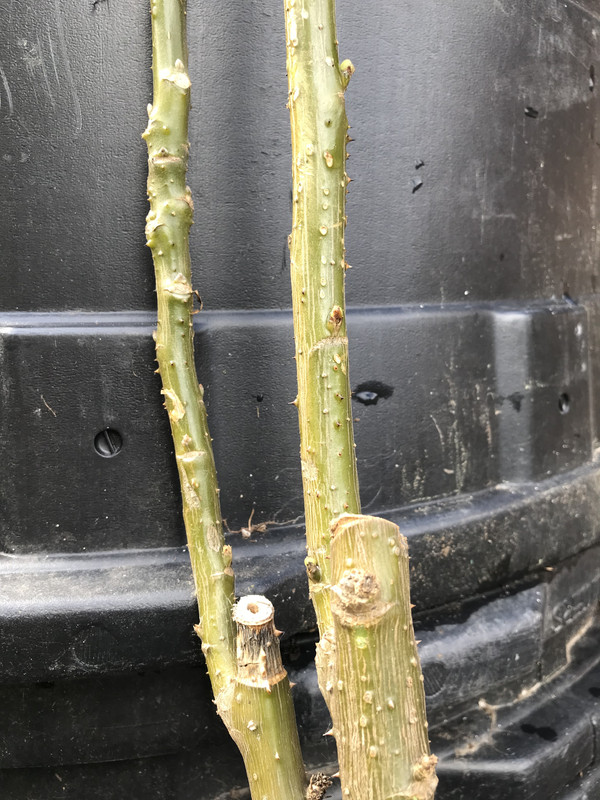 4C67F20C-584F-4A55-ACC2-A106DFAB2D36