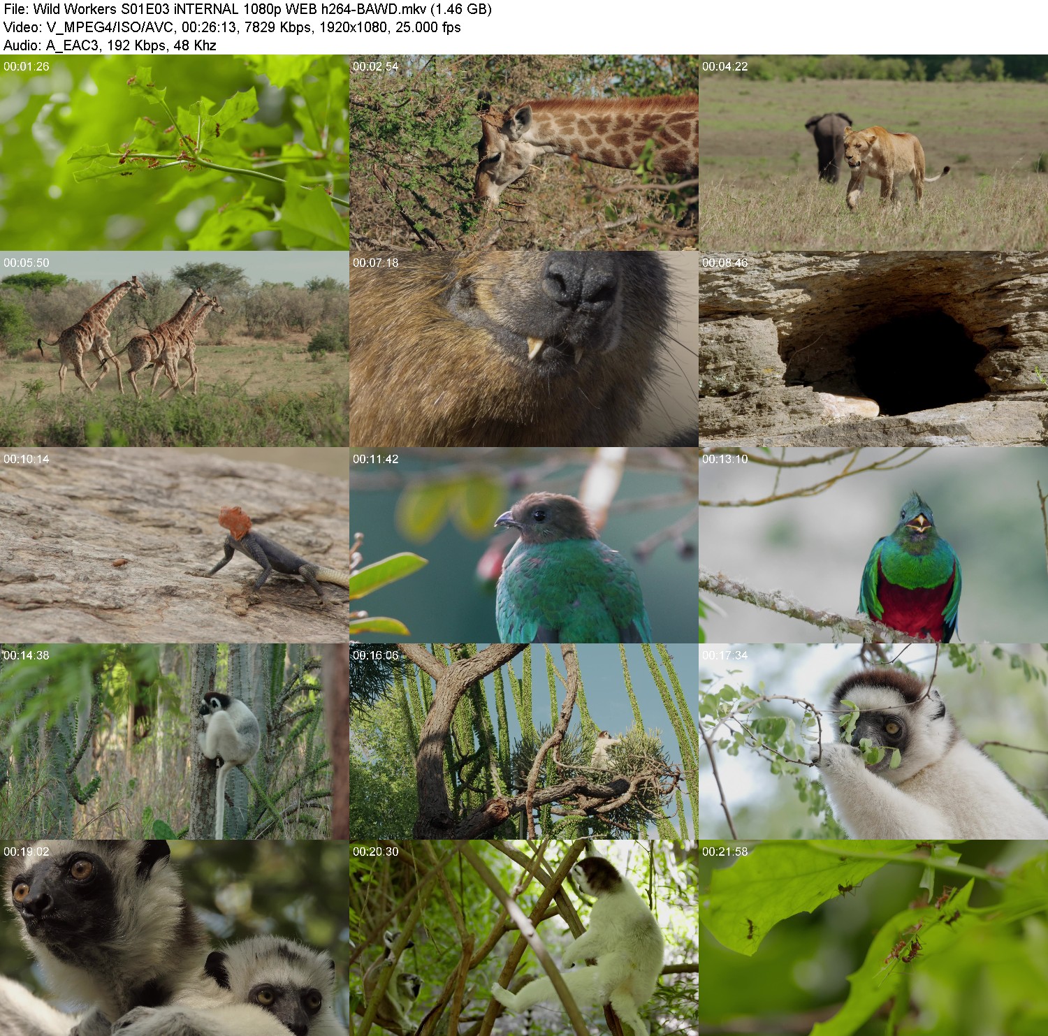 [Image: y0k4lym3iw8l.jpg]