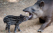 тапира tapira