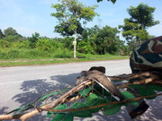 Kamunting-(1)