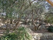 24 Никитский сад