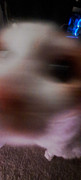 AAH
