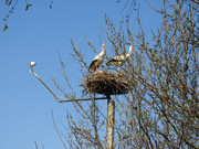 bocianywtrzincu13042025