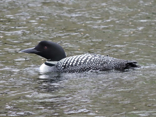 Loon