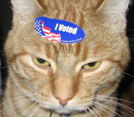 cat-voted.jpg