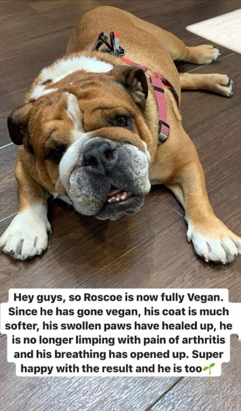 Lewis Hamilton, en problemas legales por convertir a su perro en vegano