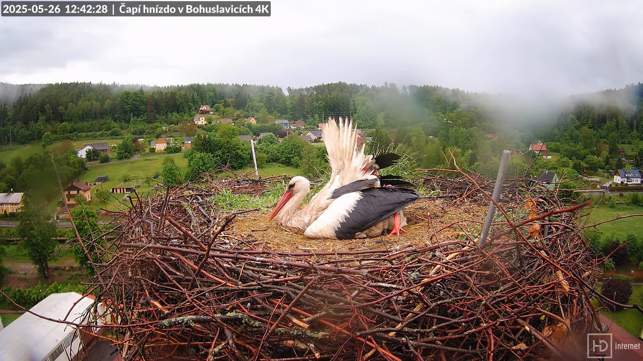 Tiešraide no KARA uzņēmuma stārķu skursteņa Bohuslavicē netālu no Trutnovas 12-29-59 screenshot (3)