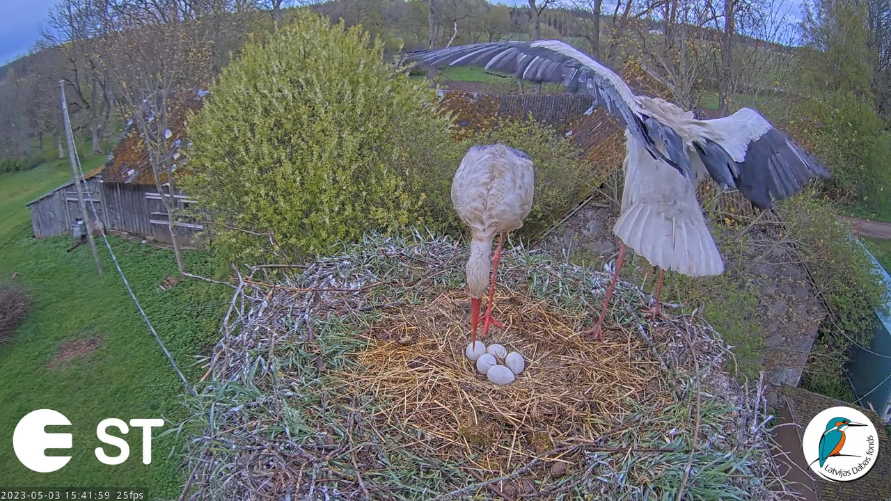 Baltie stārķi (Ciconia ciconia) Tukuma novadā - LDF tiešraide __ White storks in Tukums, Latvia 13-1