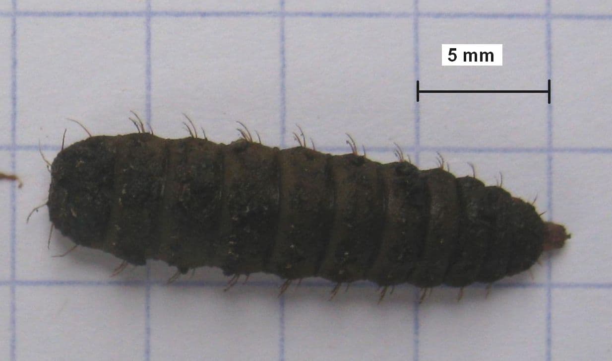 pre-pupae-black-soldier-fly-sixth-instar.jpg
