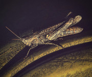 Locust on Armchair - JUS_7114 - OBS39