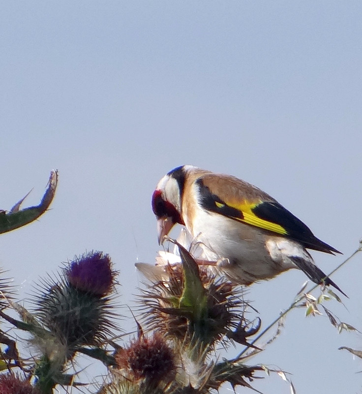 GOLDFINCH 2 020824