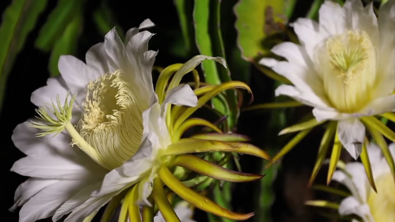 dragon-fruit-flower-blooming.jpg
