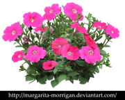 قوانین، مقررات و اخبار انجمن - صفحة 2 Petunia-by-margarita-morrigan-d9sojbl