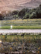 [Image: A418-BCA0-EEE9-4-D27-9-AA0-8-CBA27-BC6411.jpg]