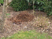 Bananen ausgepackt und Laub gemäht 2015 (3)