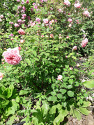 Дейвид Остин и други английски рози - Страница 228 - Форум HobbyKafe.com