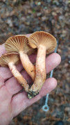 IMG-20221120-103331
