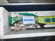 [Image: Chub-11-5-JPEG.jpg]