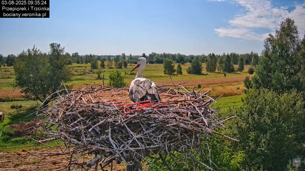 03082025bociany19