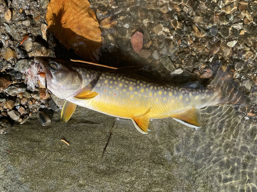 E4455067-422C-4CC4-88AA-0689138FC596