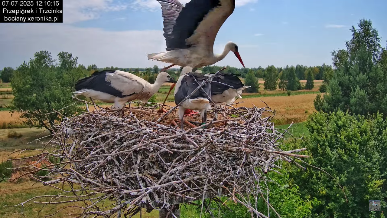 07072025bociany28