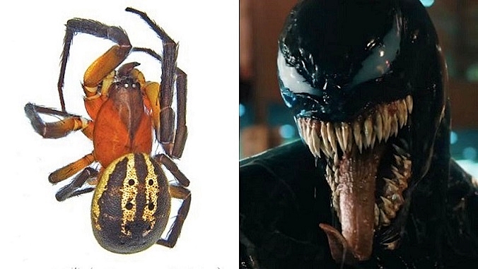 VENOM-FOTOR.jpg