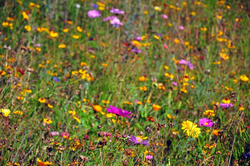 Hever-wildflowers-02.jpg