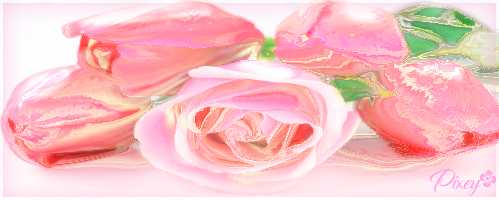 Pink-Roses.png