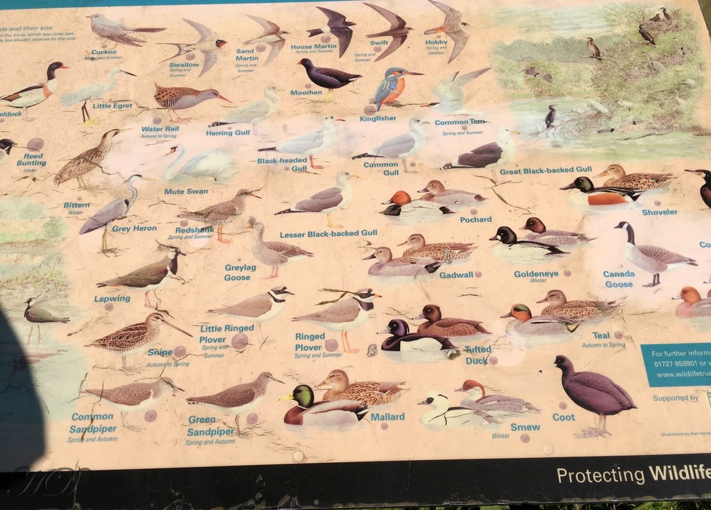 birds-nature-park-amwell-HD.jpg