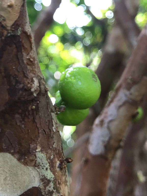 jabofruit22018b