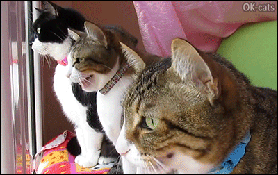 Funny-Cat-GIF-3-cats-chirping-together-at-birds-DO-WANT-we-are-hungry.gif