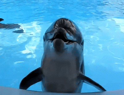 Dolphin-No-No-No-No-No.gif