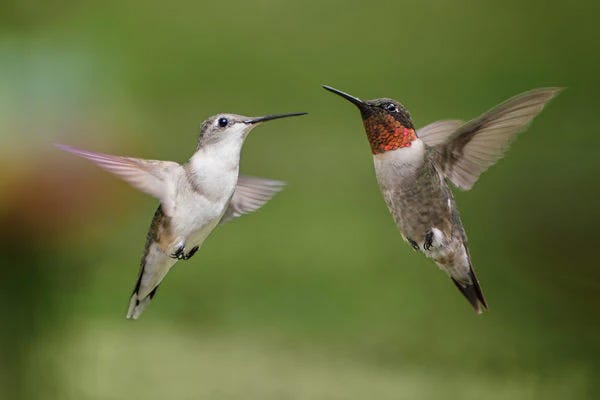 Ruby Throated Hummingbirds