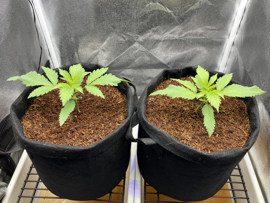 IMG_1268 (marzo 27 2023)