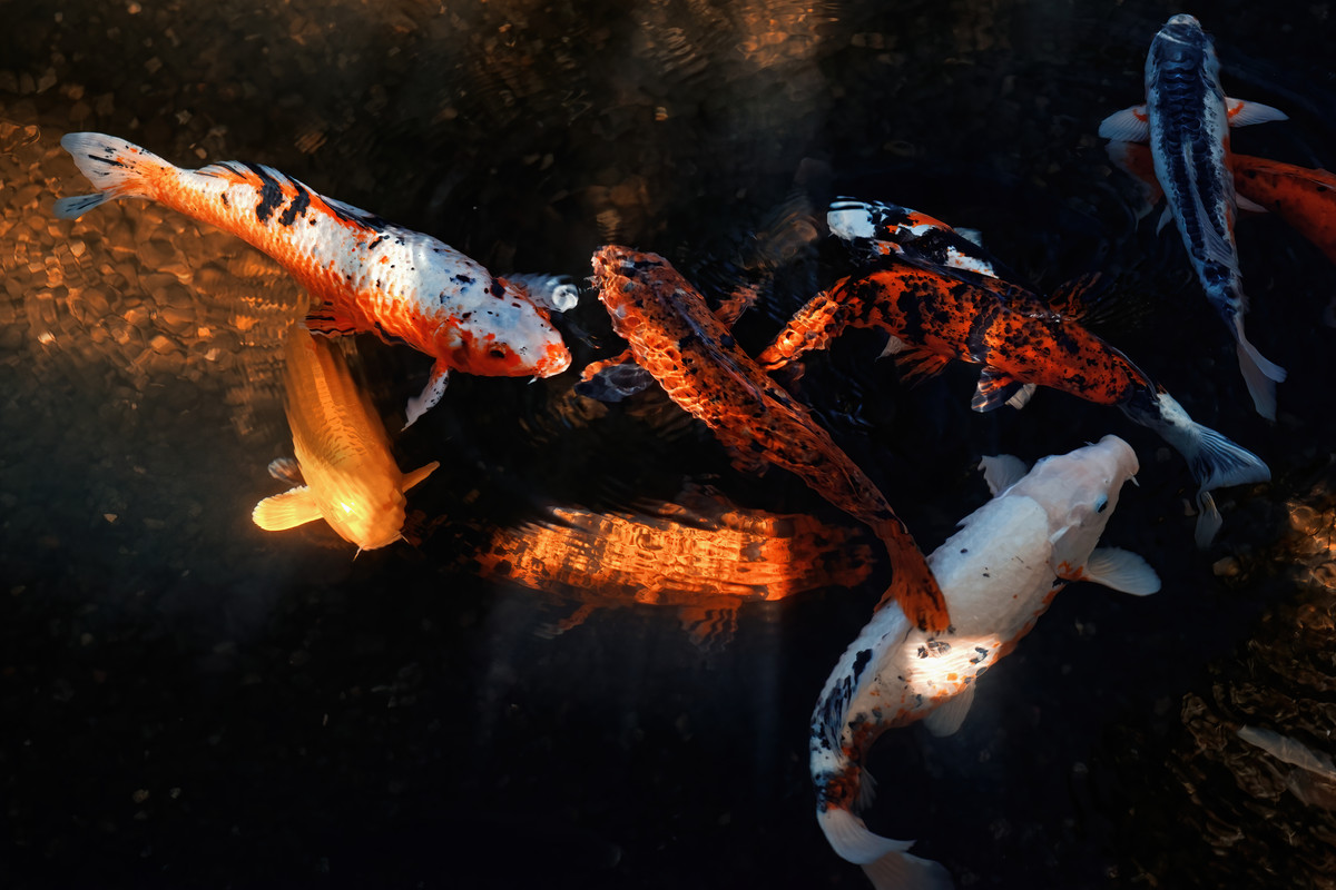 DP3Q3033_af